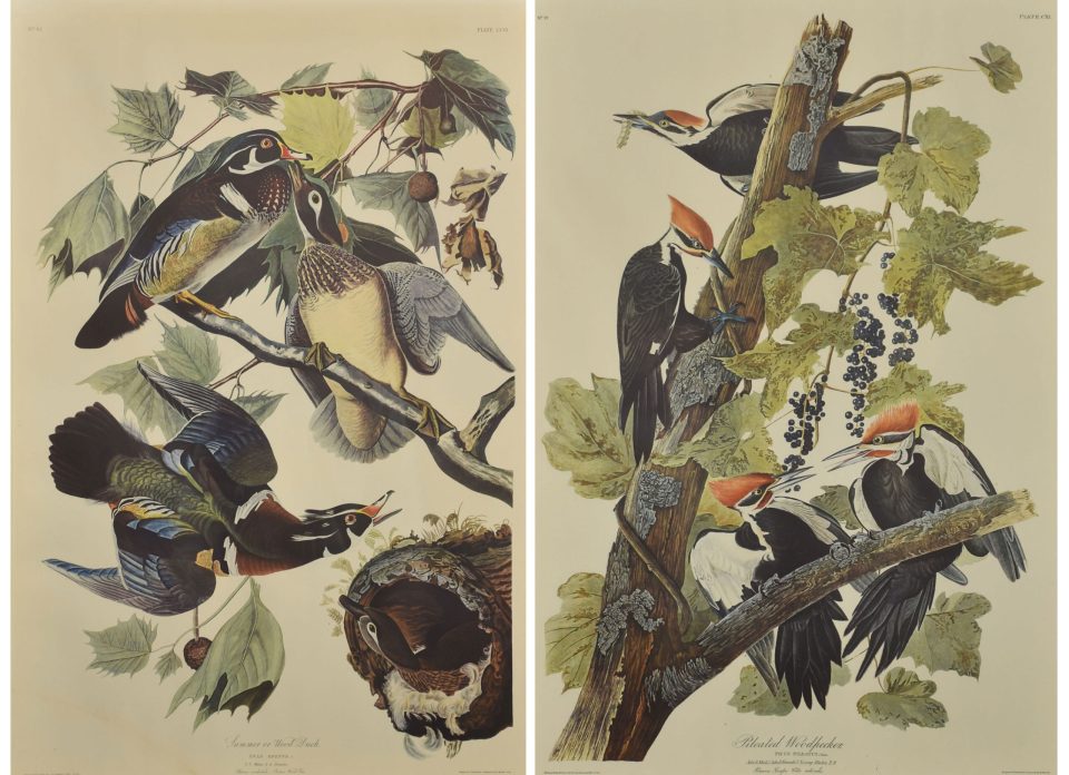 Two large ornithological studies birds